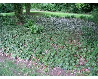 Großblättriger Efeu zur Bodendeckung